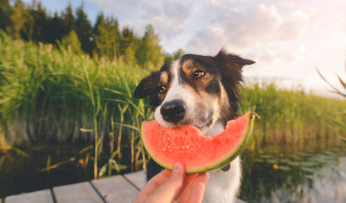 Essential Tips for Keeping Your Pet Safe and Cool During the Summer Heat
