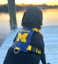 Baydog Michigan Wolverines Dog Harness