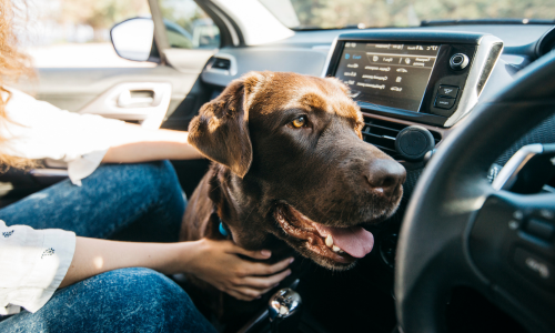 A dog waiting in a car on a sunny day with its owner.