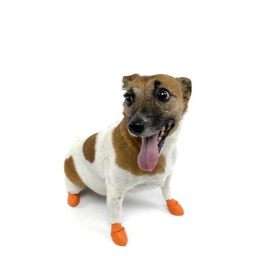Pawz xs 2025