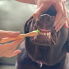 Pure and Natural Tooth Gel and Bamboo Toothbrush for Large Dogs - Organic Dental Solutions®