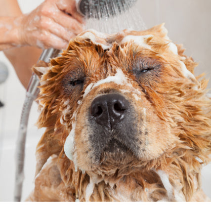 Self-Service Dog Wash