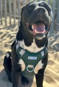 Baydog Michigan State Dog Harness