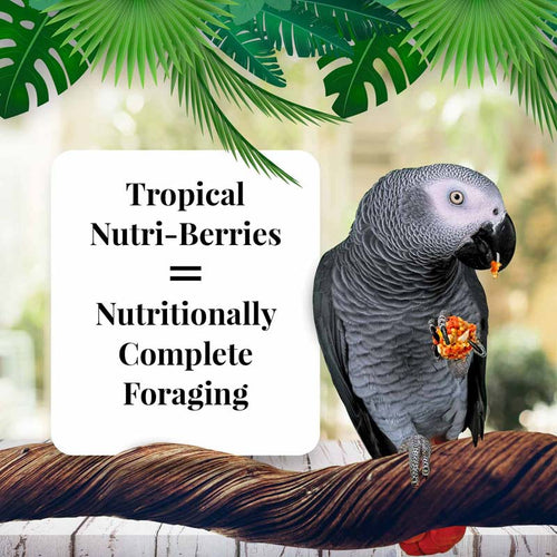 Lafeber Company Tropical Fruit Nutri-Berries for Parrots