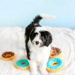 Zippy Paws Junior Donutz Chocolate Dog Toy