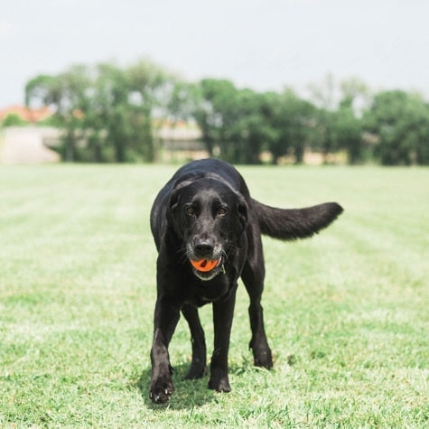 Petmate Chuckit! Breathe Right Fetch Ball (Small 2 pack)