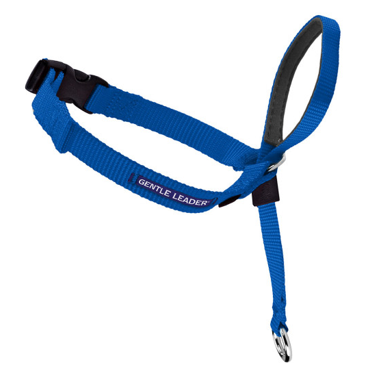 Petsafe Gentle Leader Quick Release Royal Blue Headcollar for Dogs Monroe MI Scally Waggs Pet Supplies