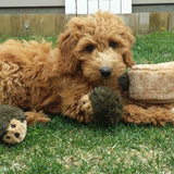 ZippyPaws Zippy Burrow Hedgehog Den Hide & Seek Puzzle Dog Toy